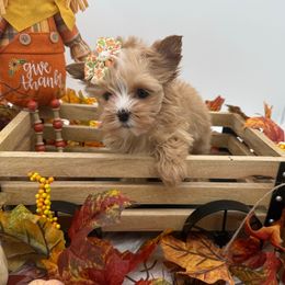 Gia - Gold female Yorkshire Terrier puppy in Benton, Illinois from Furry Tailz Yorkies