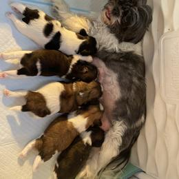 Shih Tzu Puppies from Aloha Shih Tzu