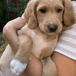 Double Doodle Puppies from Riverside Doodles in Seattle (double doodles)