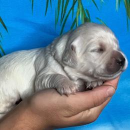 Kaia - Light golden female Golden Retriever puppy in Adair, Oklahoma from Rejoice Retrievers