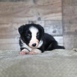 Brontë - Black tri female Miniature Australian Shepherd puppy in Killen, Alabama from Wilkers Wholehearted Mini Aussies