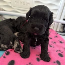 Miniature Schnauzer Puppies from Connie's Mini Schnauzer’s