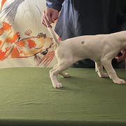 Pointer Puppies from Lake Effect