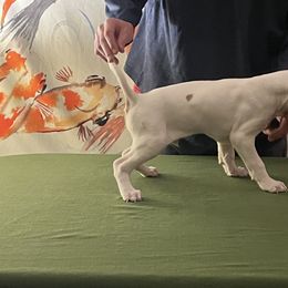 Pointer Puppies from Lake Effect
