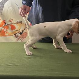 Pointer Puppies from Lake Effect