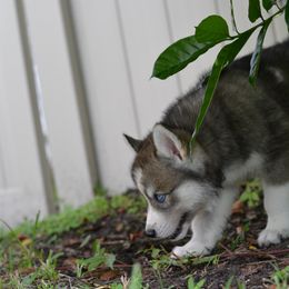 Siberian Husky Puppies from SoFlo Siberians