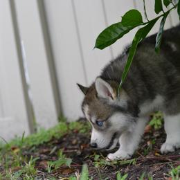 Siberian Husky Puppies from SoFlo Siberians