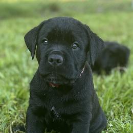 Turquoise Collar - Gray male Cane Corso puppy in Haines City, Florida from Protectors in the Palms