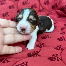 Girl 2 - female Dachshund puppy in Browns Valley, California from Hidden Oaks Dachshunds