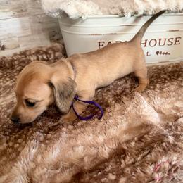 Sage - Cream female Dachshund puppy in Atwood, Oklahoma from Holder’s Doxie Farm