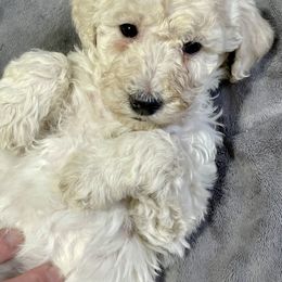 Labradoodle and Poodle Puppies from Top Knot Companions Poodles and Labradoodles
