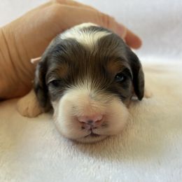 Sunday - Black white and tan female Cockapoo puppy in Adrian, Oregon from ApplebyFarm
