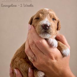 Evangeline - Apricot female Goldendoodle puppy in Lake Charles, Louisiana from Perfect Fit Poodles & Doodles