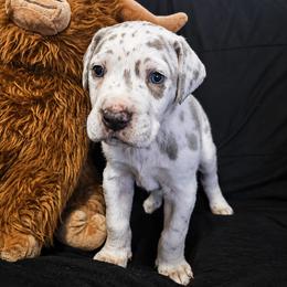 Ripley - Merle male Great Dane puppy in Mayfield, New York from Sacandaga Danes