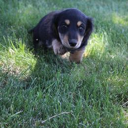 Boy 1 - Black and cream male Dachshund puppy in Craig, Colorado from Rocky Mountain Shih Tzus and Dry Creek Miniature Dachshunds