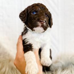 Boy 2 - Poodle puppy in La Verkin, Utah from LeBaron Standard Poodles