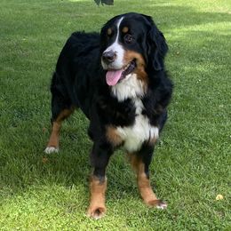Jojo - Bernese Mountain Dog