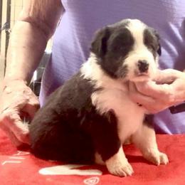 Girl - Black female Border Collie puppy in Farmersville, Texas from Omegamtn Border Collies