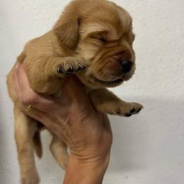 Black - Yellow female Labrador Retriever puppy in Husser, Louisiana from Kristen