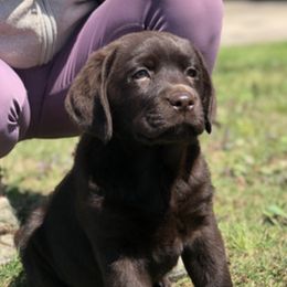 Labrador Retriever Puppies from Tried & True Labradors