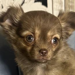 Eddie - Chocolate brindled fawn male Chihuahua puppy in Northboro, Iowa from So Sweet Chihuahuas