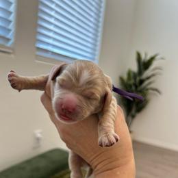 Purple collar - Apricot female Goldendoodle puppy in Surprise, Arizona from AZ Ohana Doodles