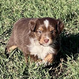 Hickory - male Toy Australian Shepherd puppy in Bly, Oregon from Apacheblus Toy Aussies
