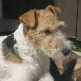Silky Terriers and Wire Fox Terriers from Delayre Kennels