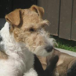 Silky Terriers and Wire Fox Terriers from Delayre Kennels