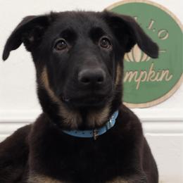 Adelaide - Black and cream female German Shepherd puppy in De Land, Florida from 3B’s Animal Artistry