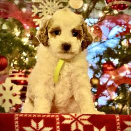 Girl 2 - Blenheim female Cavapoo puppy in Ivins, Utah from Taylia's Cavapoos