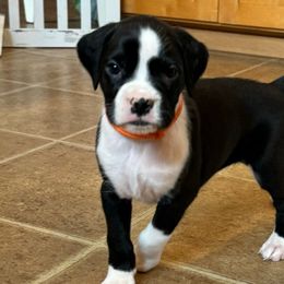 Girl 4 - Brindle Boxer puppy in Rochester, Washington from Holly's Boxers of Rochester