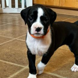 Girl 4 - Brindle Boxer puppy in Rochester, Washington from Holly's Boxers of Rochester