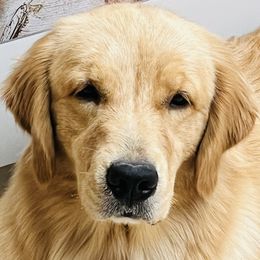Chloe - Golden Retriever