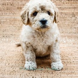 Double Doodle, Labradoodle, and Sheepadoodle Puppies from Mule Mountain Doodles