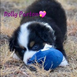 Dolly Parton - Black tri female Toy Australian Shepherd puppy in Powell Butte, Oregon from Willow Lane Ranch