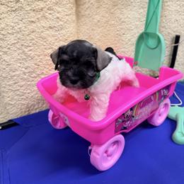 Kelly - Parti female Miniature Schnauzer puppy in Comanche, Texas from Circle R Sidney