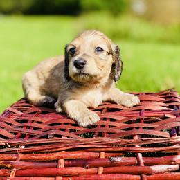 Dachshund Puppies from Northwest Dachshunds