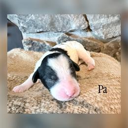 Pa - Parti male Goldendoodle puppy in Cherryville, North Carolina from Mercy Doodles