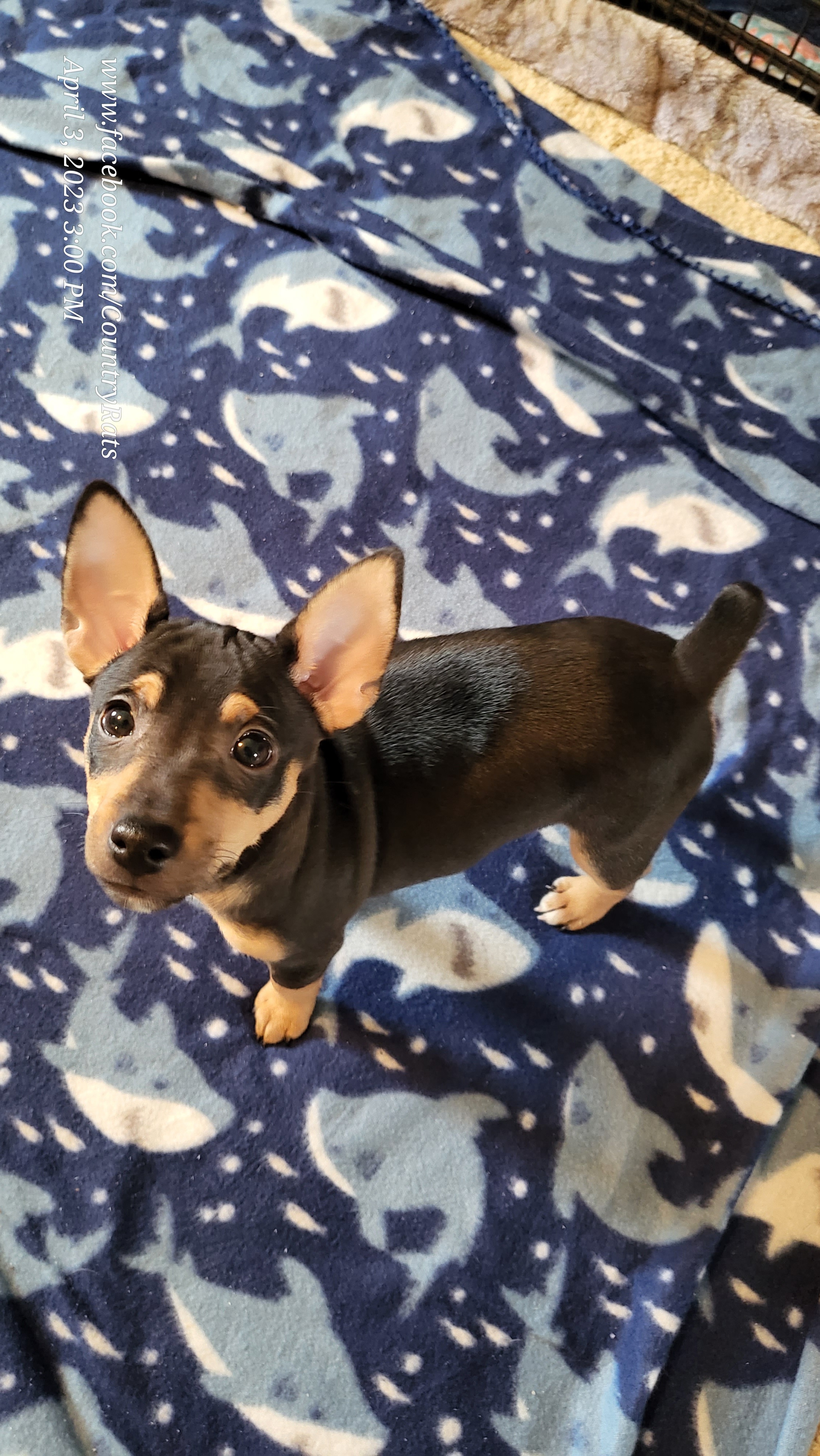 Rat Terrier Puppies from Country Rat Terriers