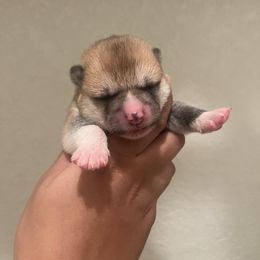 Boy 2 - Red male Japanese Akitainu puppy in Copperas Cove, Texas from Winmont Akitas
