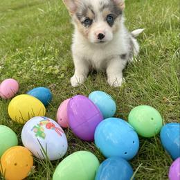 Liam - male Pembroke Welsh Corgi puppy in Olive Hill, Kentucky from Tompkins Farm