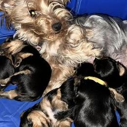 Yorkshire Terriers from Yorkie To My Heart