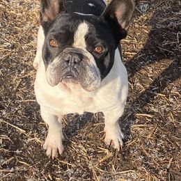 French Bulldog and Neapolitan Mastiff All Grown Up from Unique Uprisings