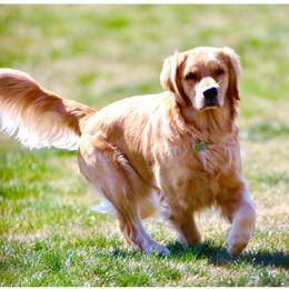 Ella - Golden Retriever