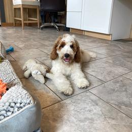 Dandy - Parti female Goldendoodle puppy in Sugarcreek, Ohio from True Hearted Doodles