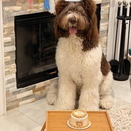 Bernedoodle and Newfypoo All Grown Up from Small Town Doodles & Poodles