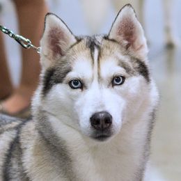 Veronika - Siberian Husky