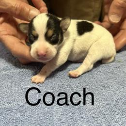 Coach - White black and tan male Rat Terrier puppy in Gonzales, Texas from Sunshine Deckers