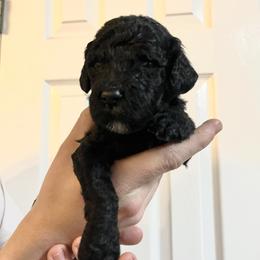 Jubilee - female Goldendoodle puppy in Macclenny, Florida from Davis's Doodles